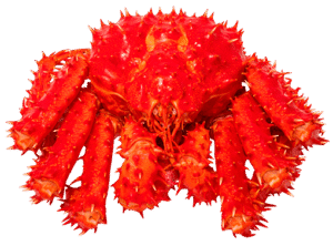 Red Alaskan King Sea Crab